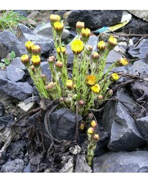Tussilago farfara